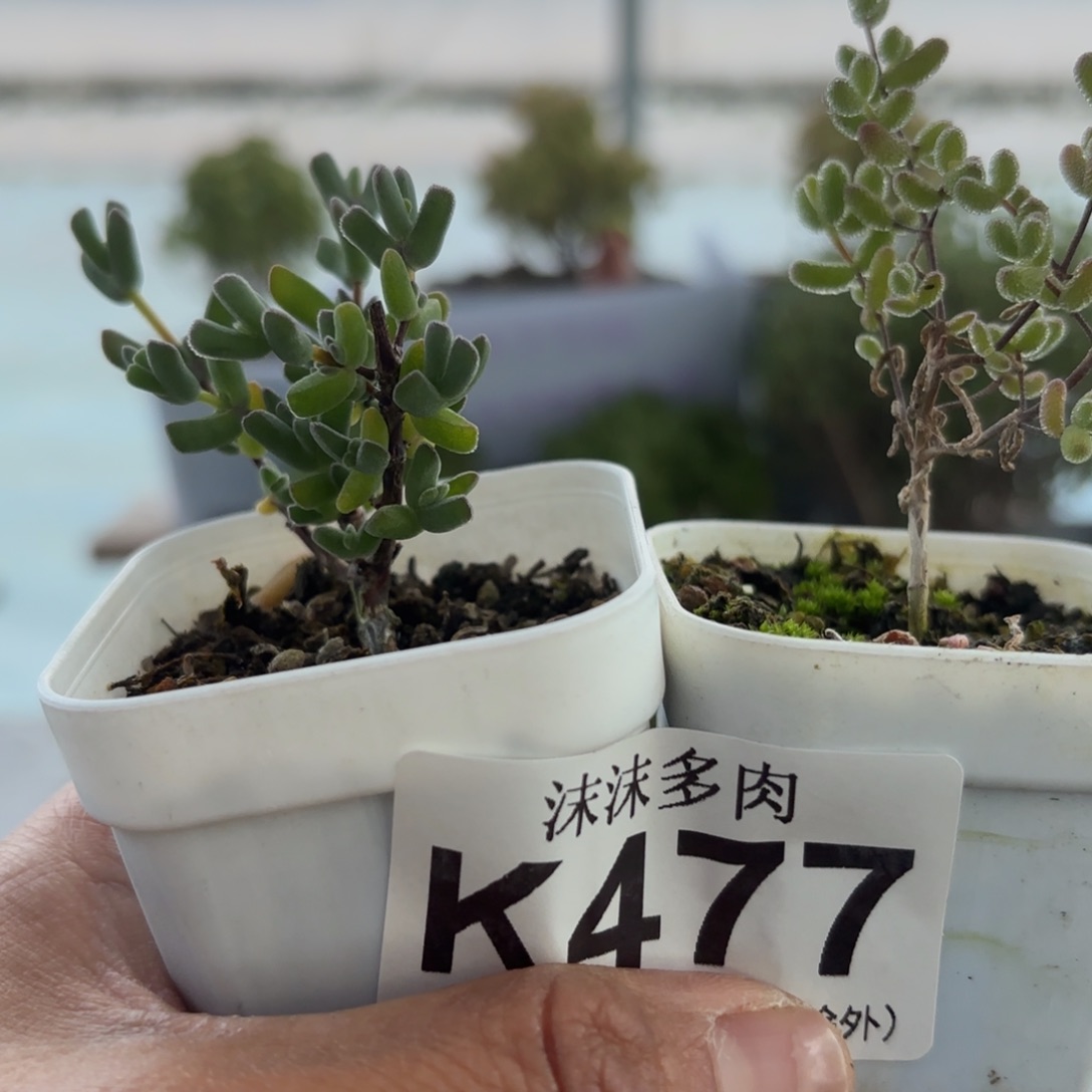 477冰糖和虾钳组合