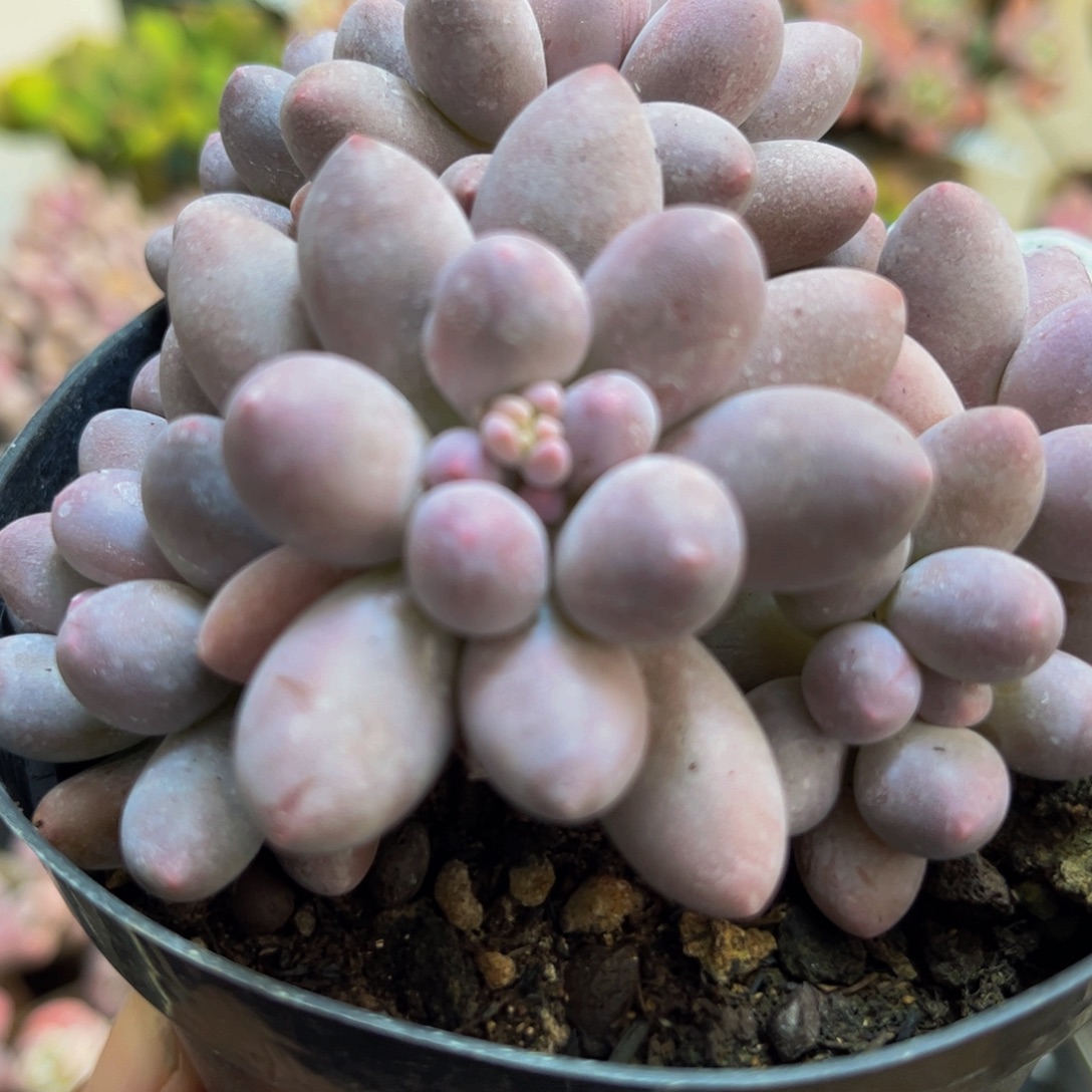 211/8cm汤圆奶酪多肉植物