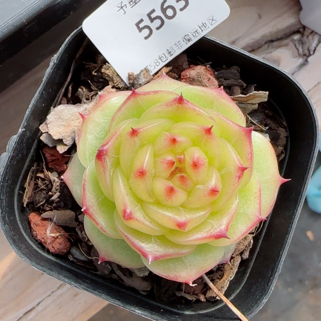 绿透珍妮，5563多肉植物