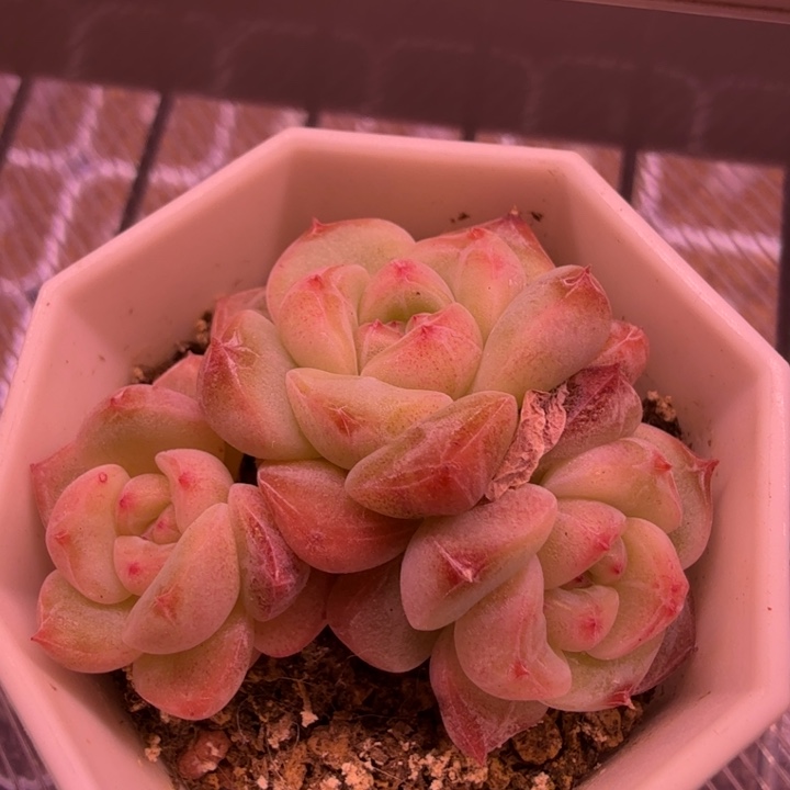 小糖心多肉一物一拍