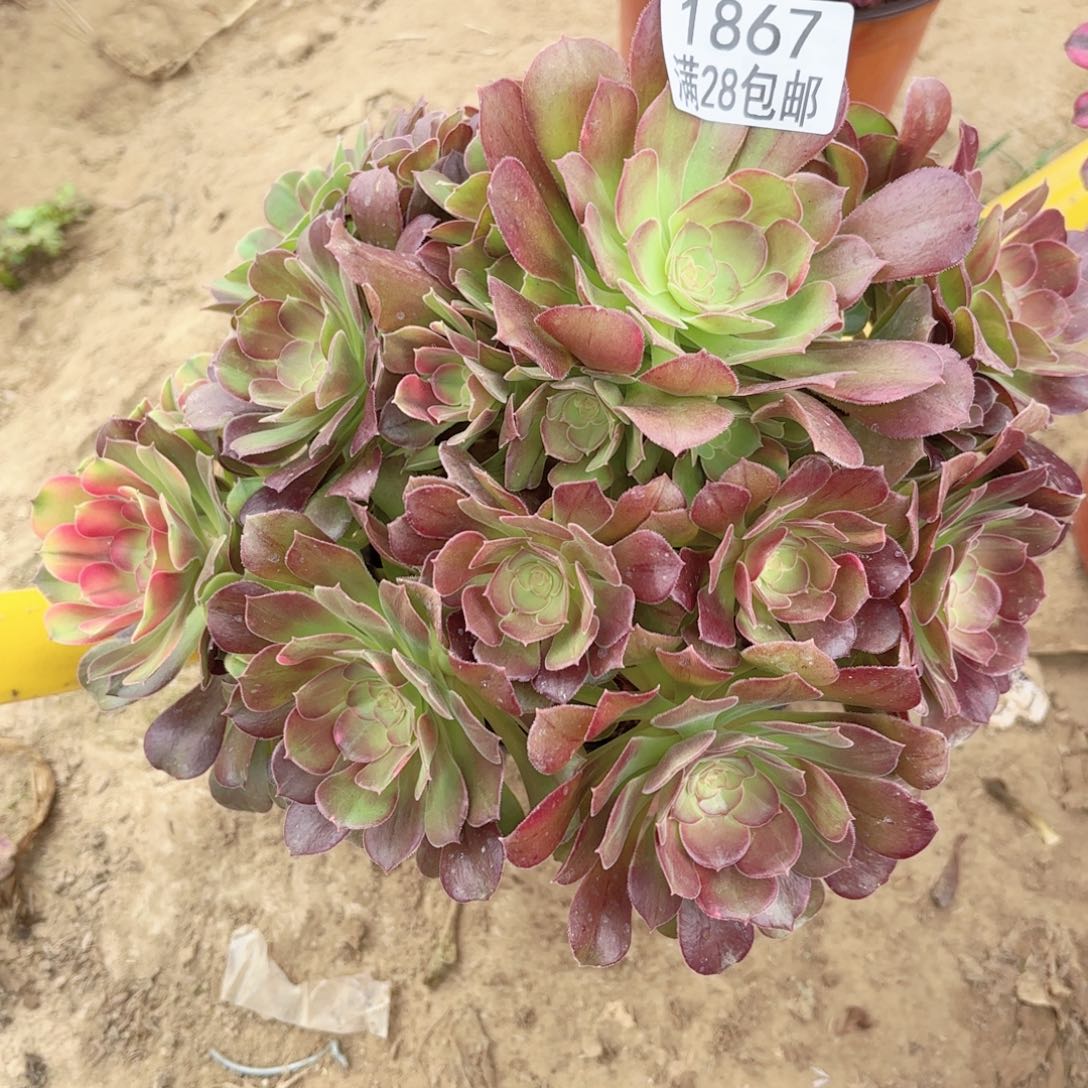 1867绍修七彩多肉1111