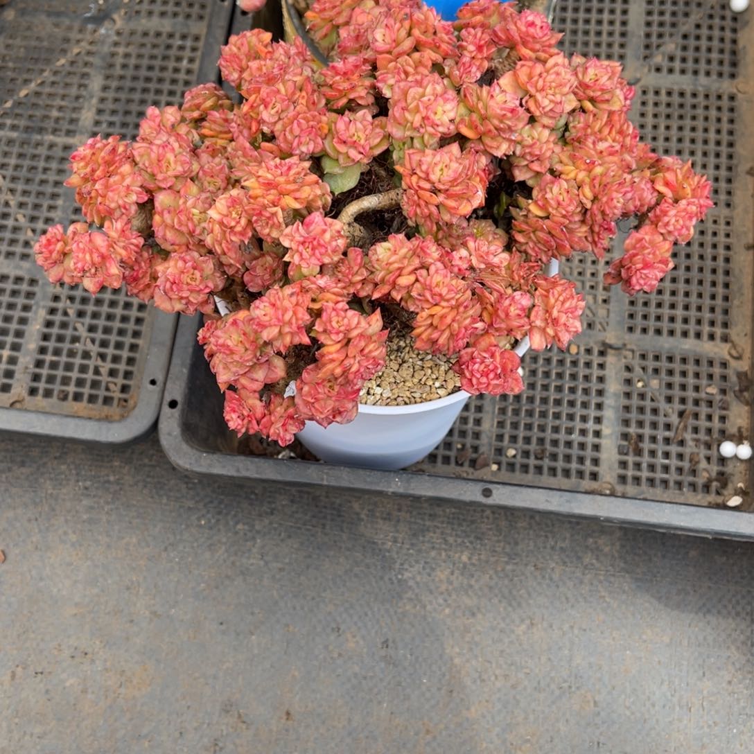 ?****?0050辣牡丹多肉