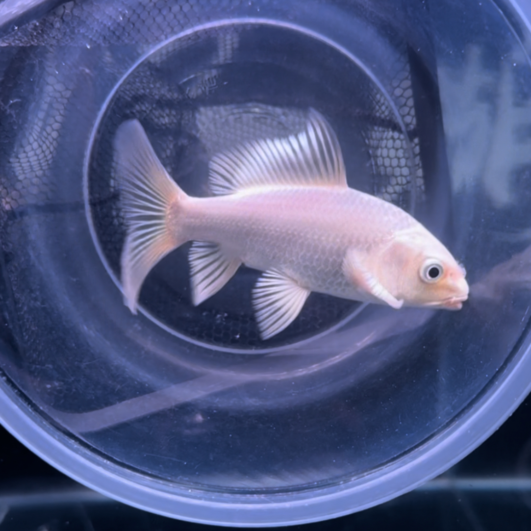 高品质蝴蝶鲤鱼苗✖️1