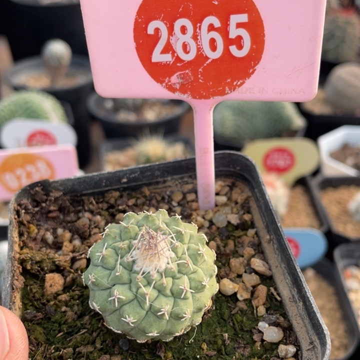 实生菊水286500000