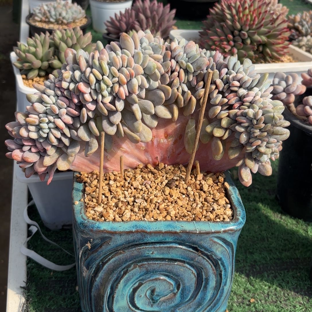 粉兔缀888888888888多肉