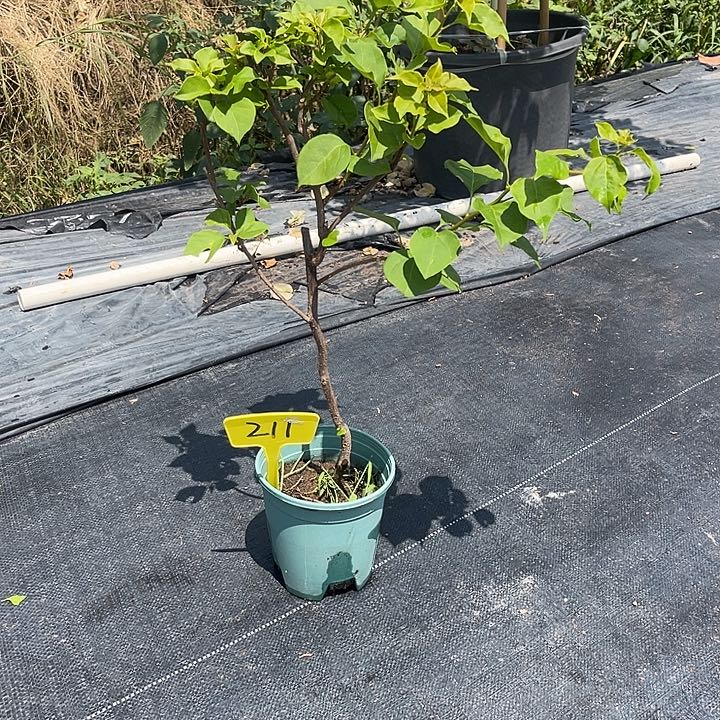 当前无花栽培后可以开花211加州黄金原生扦插