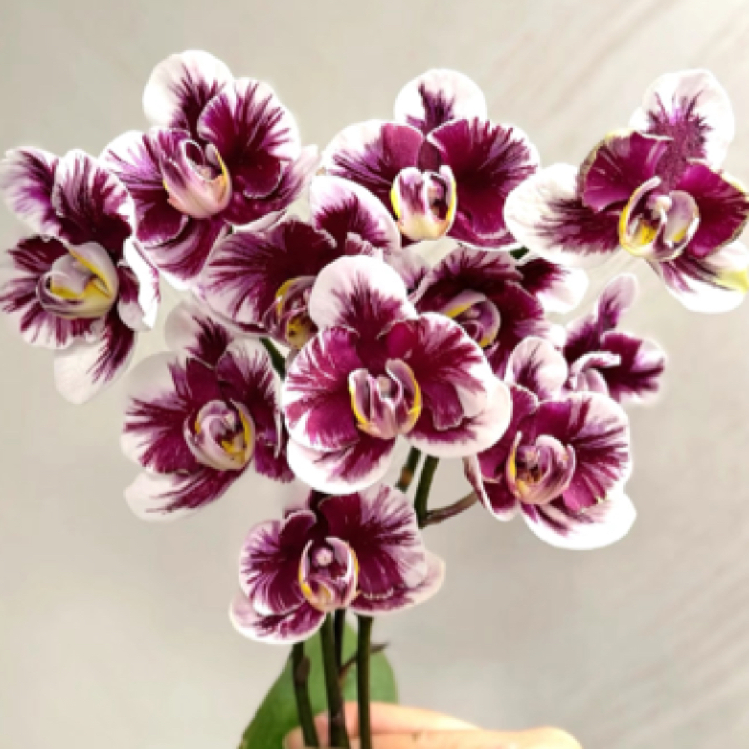 蝴蝶兰【雅风巫毒娃娃】2.8寸杯没根介意勿拍