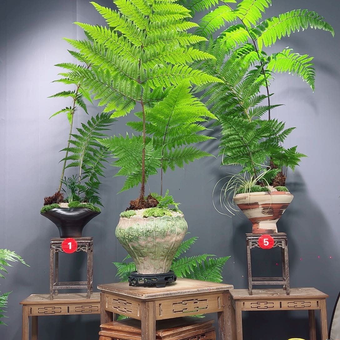 @***月无花朵蕨类和蕨类植物是植物