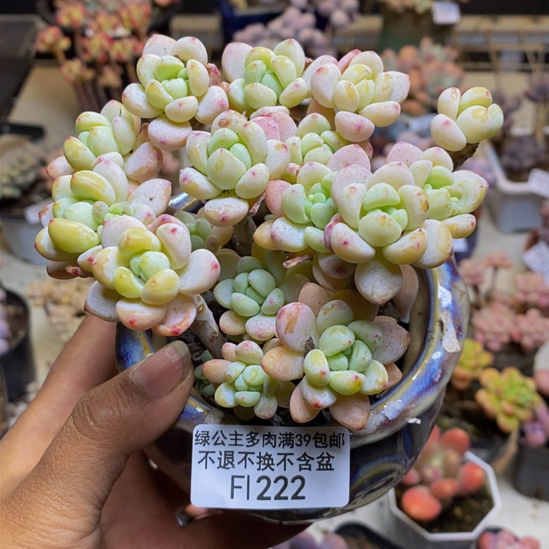 222樱花罗琦多肉有断枝