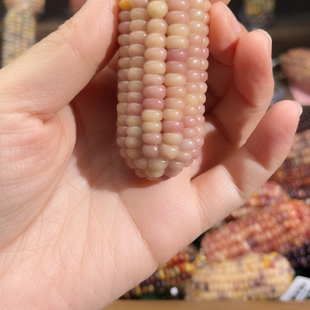 白***_中国大陆小玉米小玉米小玉米