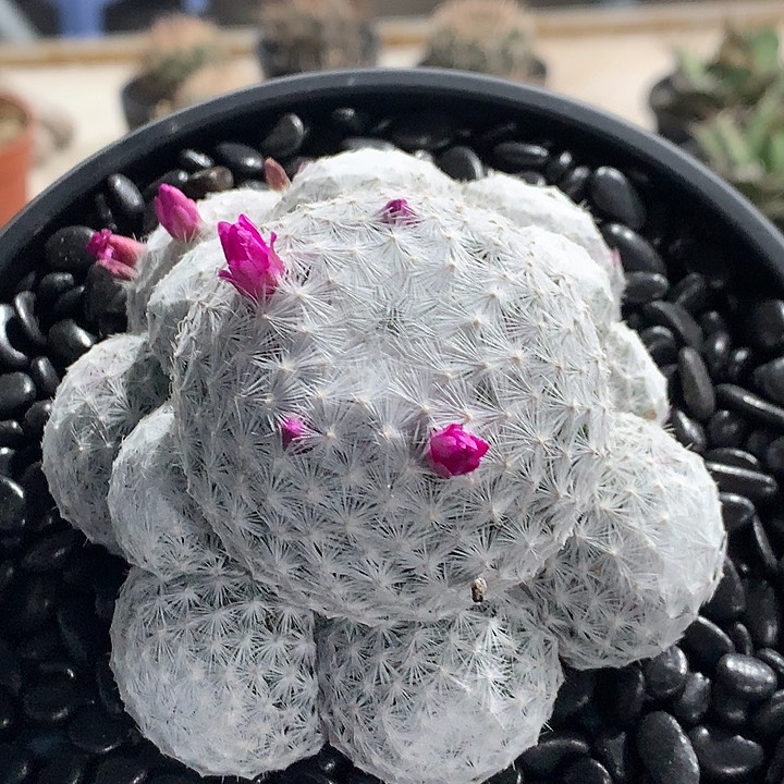 85立刺大春星8888888