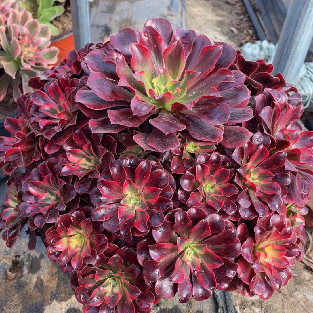 104大美杜莎精品法师老桩