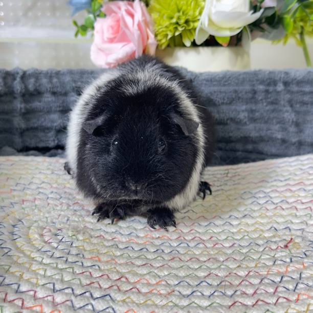 24号豚鼠荷兰猪美泰品种3个月妹妹