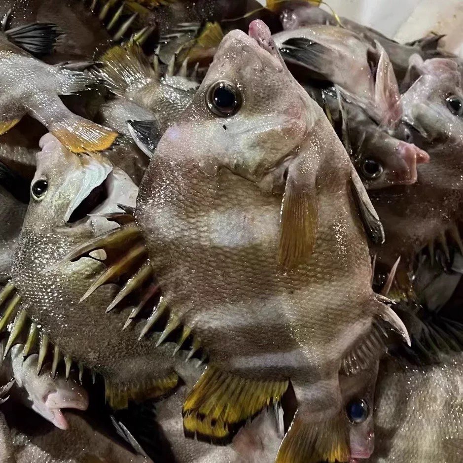 十六眉 野生海鱼顺丰冷链厦门发货