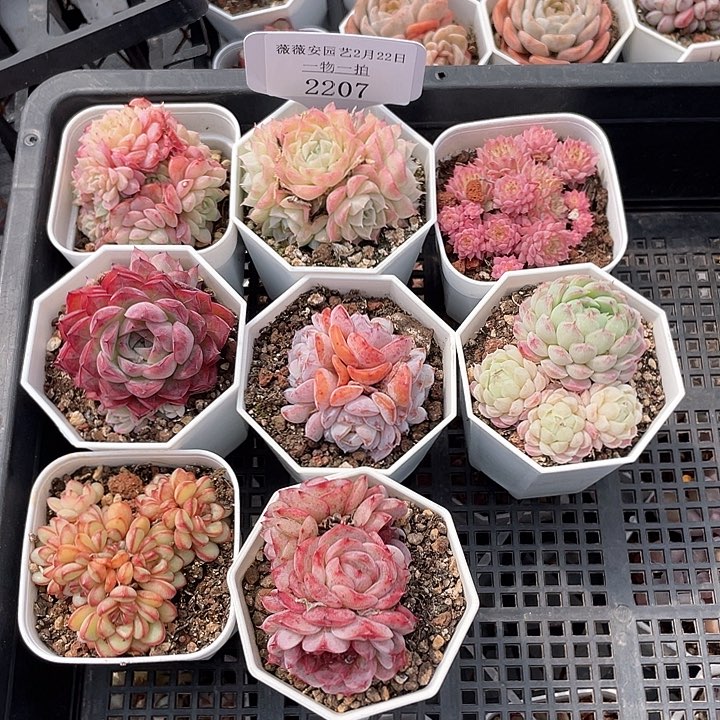 薇薇安园艺多肉2207