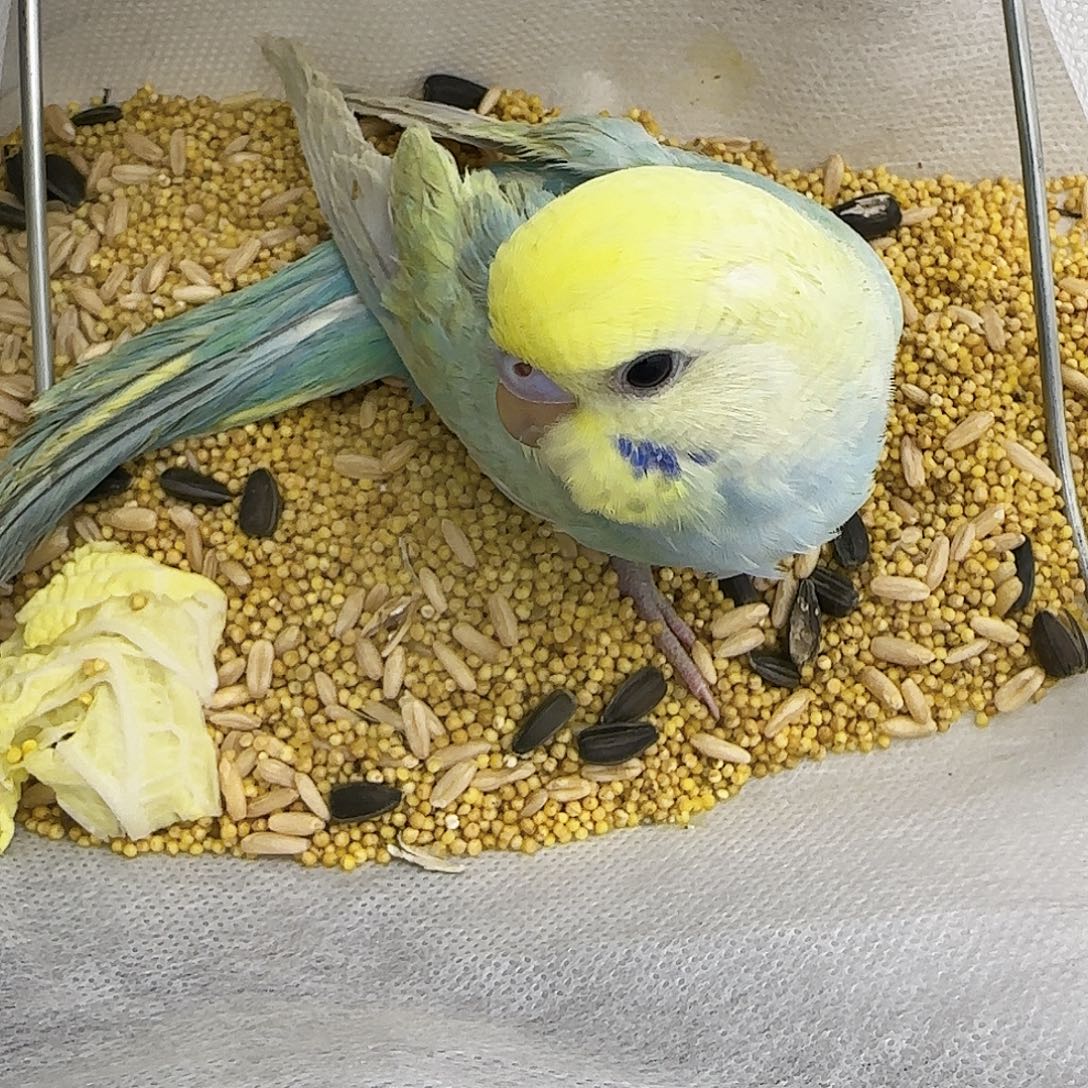 虎皮鹦鹉金彩金彩