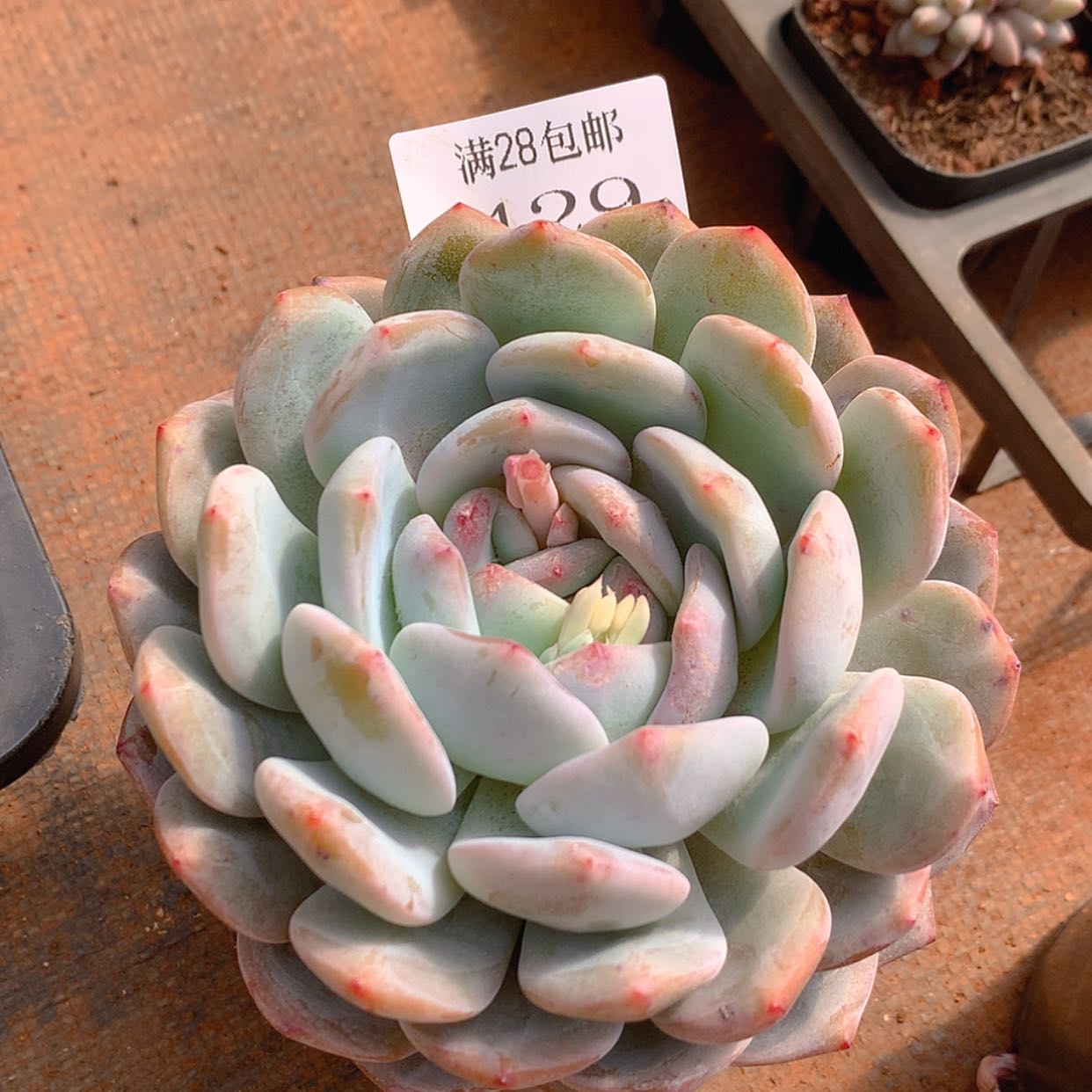 【闪购商品】云429