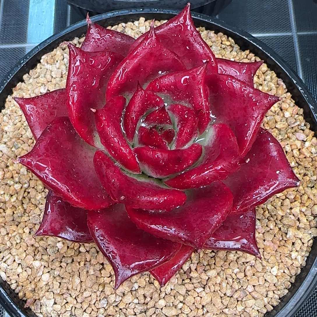 从前慢花园精选罗宾