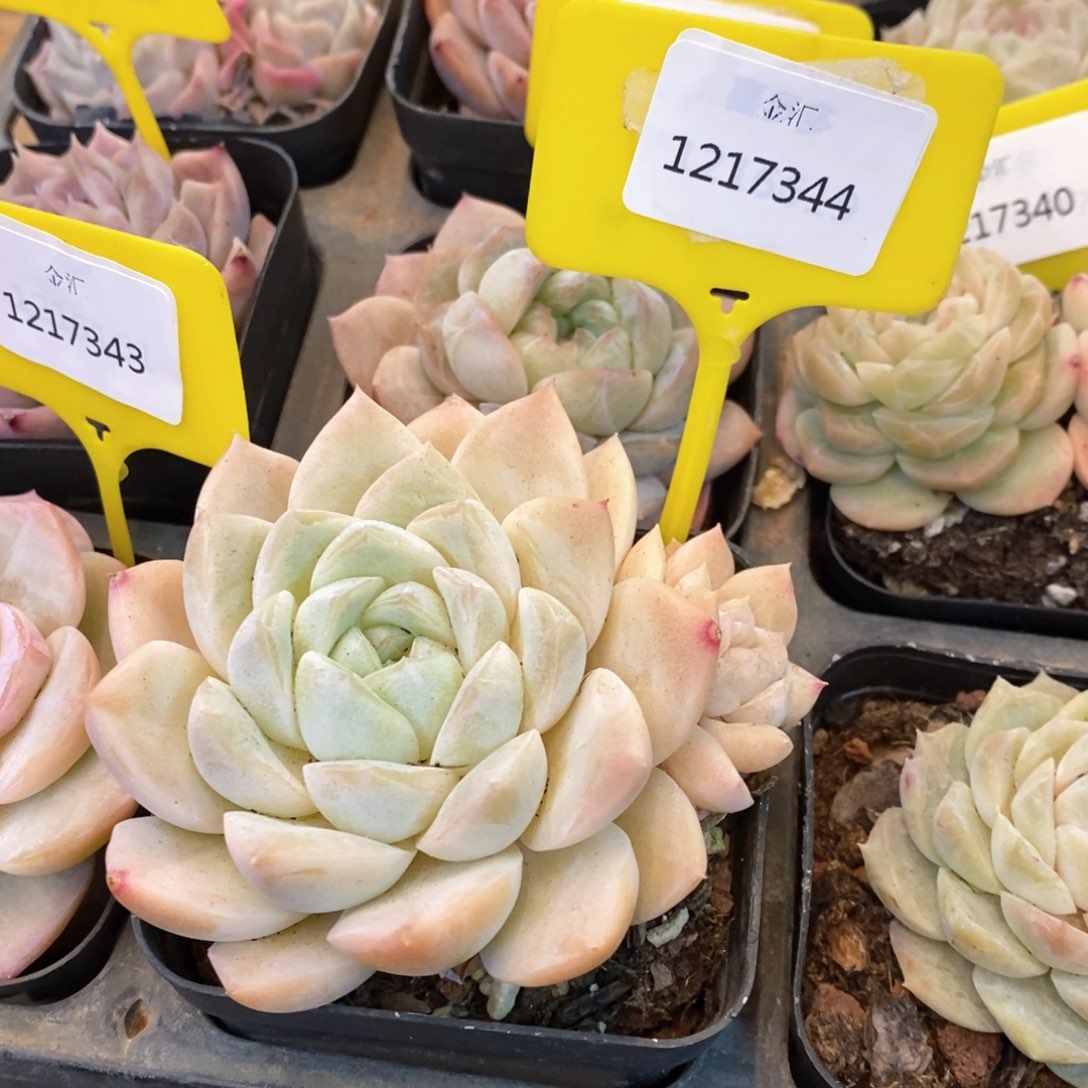 福利多多。1217344