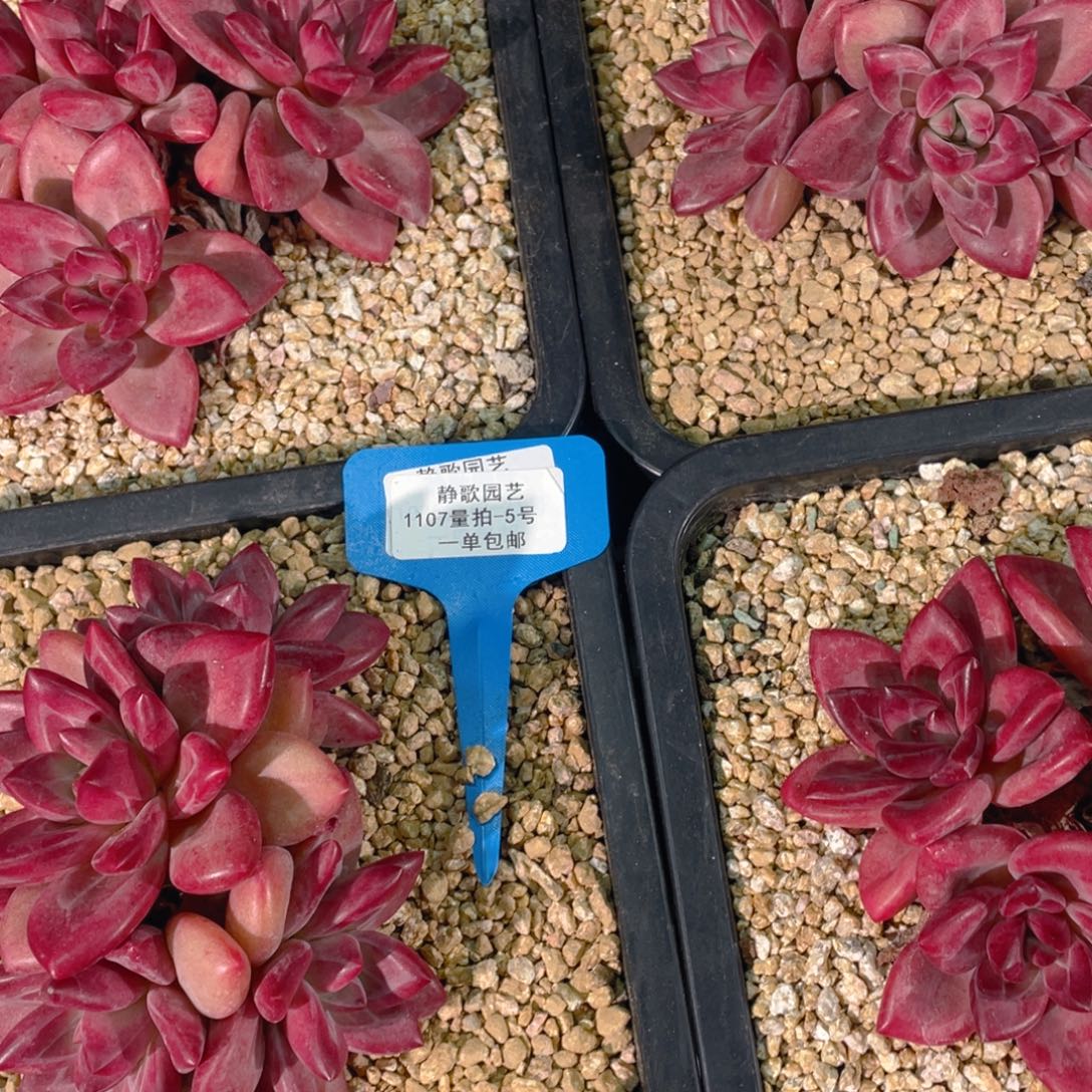 1107-5-赫菲斯托全状态大四头一颗