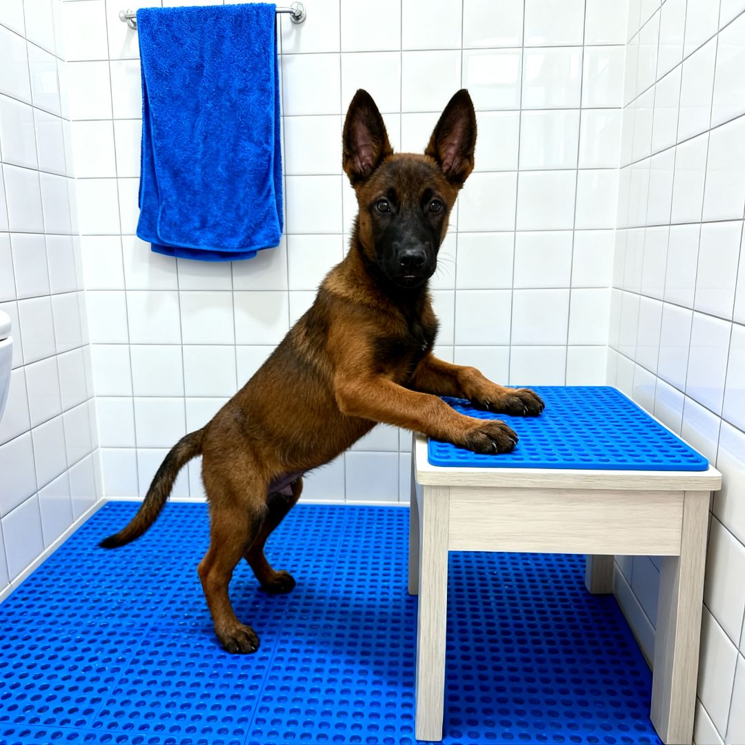 马犬幼犬家养爆红幼宠看家狗短毛高智商便宜宠物狗活体狗警犬活物