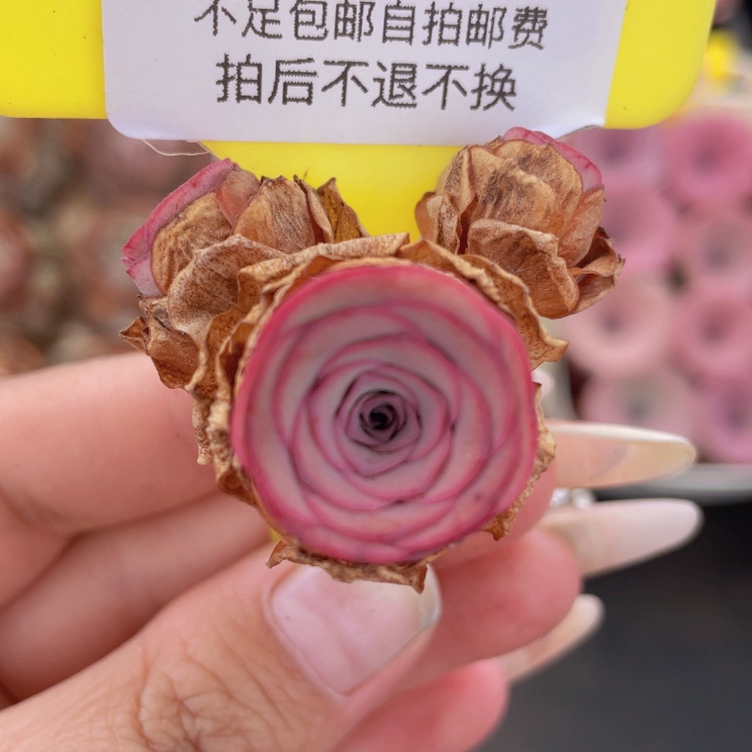 山地玫瑰555满38包邮裸根发货