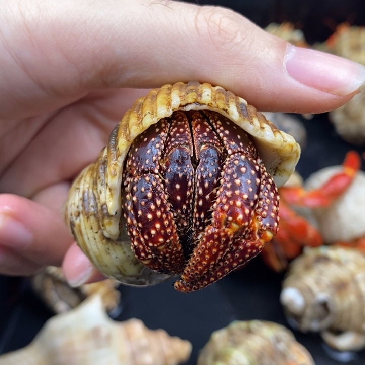 3.0口黑色斐济草莓