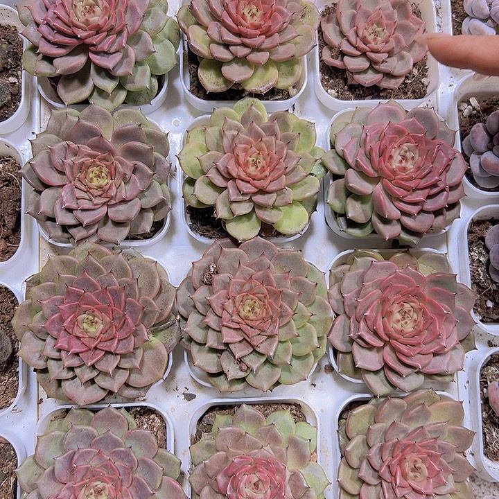 大神迪19包邮多肉植物