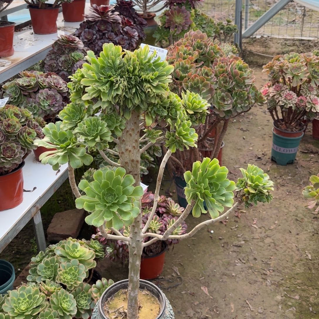 775原始绿法师多肉植物