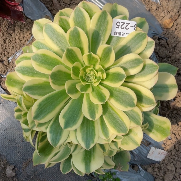 225新多肉12345678