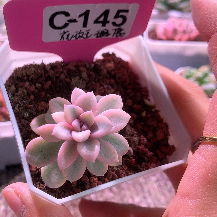 花斑鹿覆轮锦有根