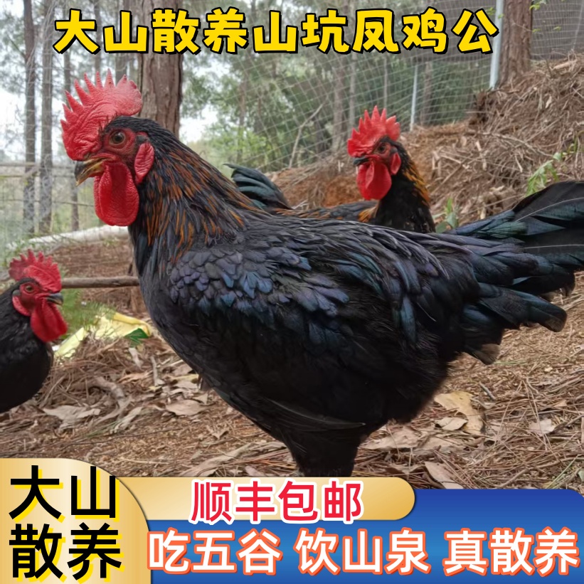 大山五谷散养山坑凤黑鸡公，（一公一母）两只装