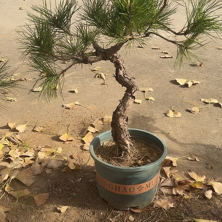 期****无花朵盆栽植物黄山盆景