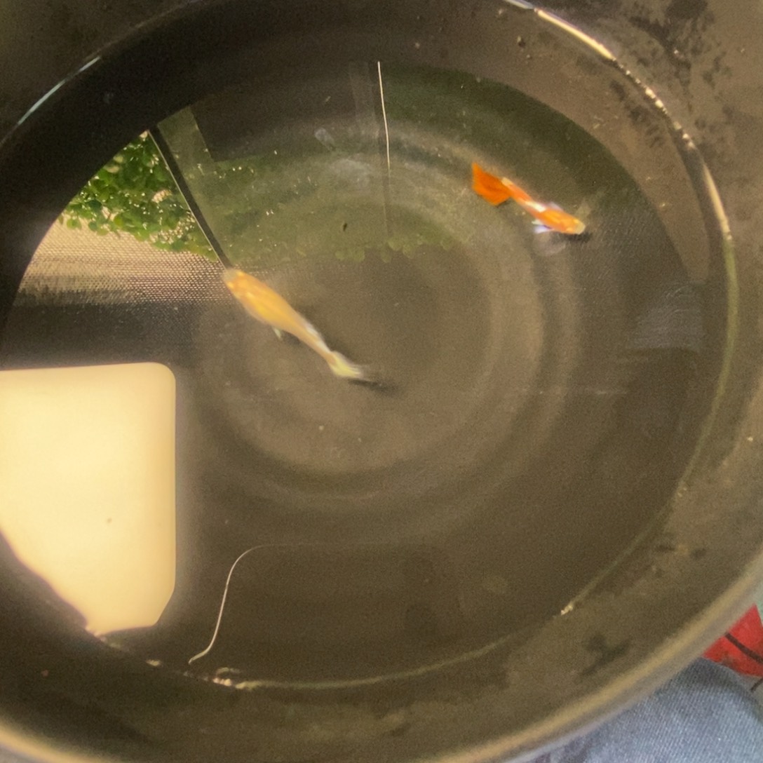 孔雀鱼霓虹大耳一对