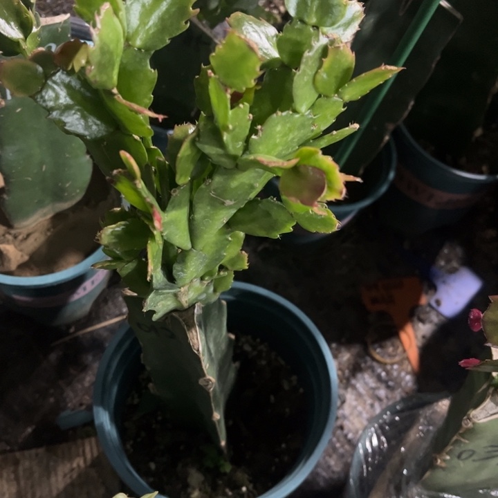 宸***）66号012，111111111