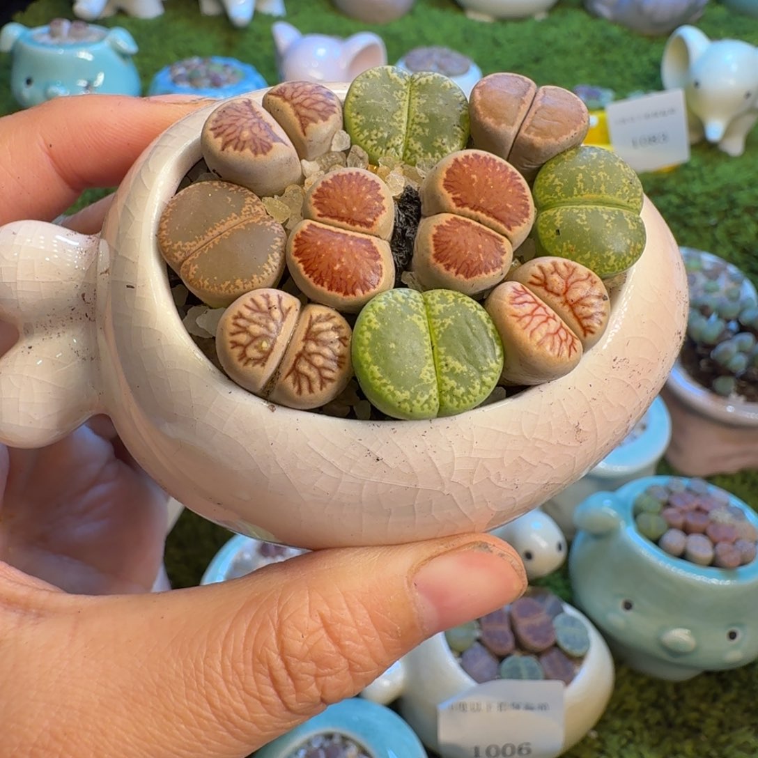 多肉植物福利冲冲