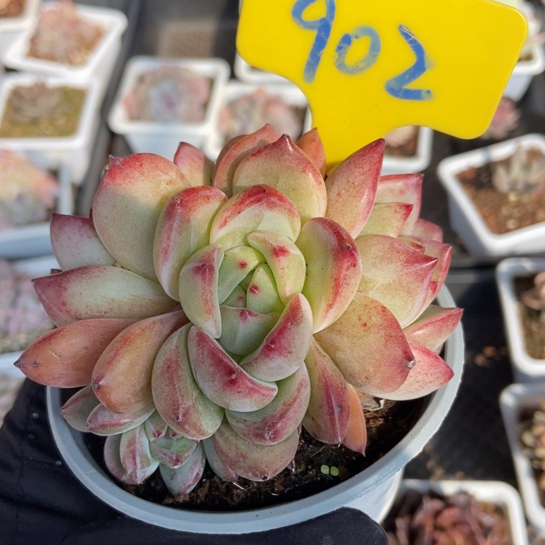 902夜魔侠多肉植物