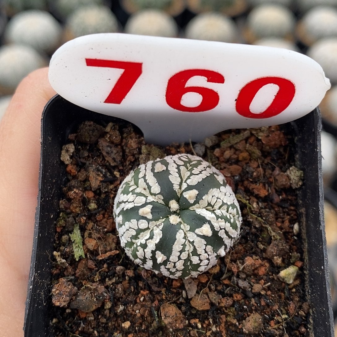 760五愣v特价福利