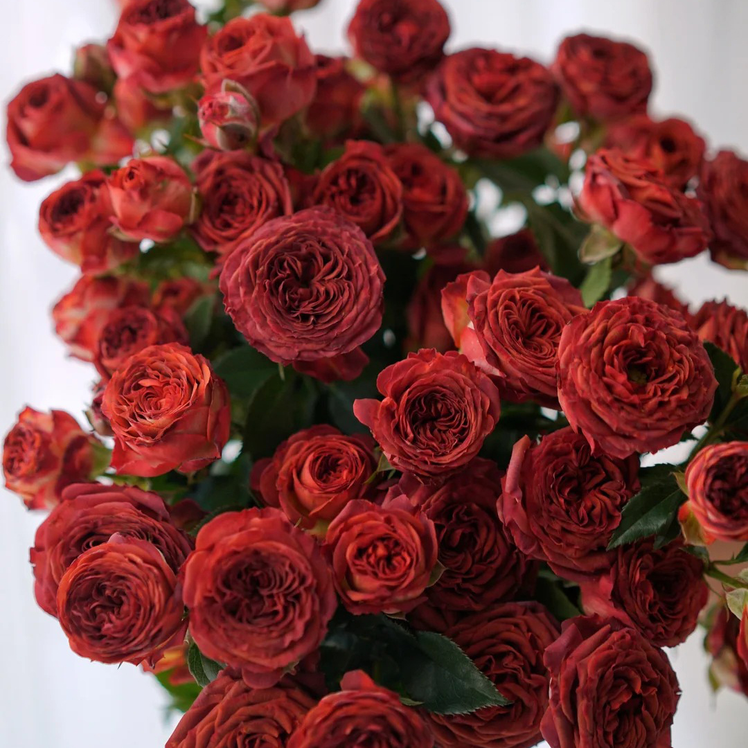 云花巷#多头玫瑰 【巧克力泡泡】鲜花优选 顺丰直发