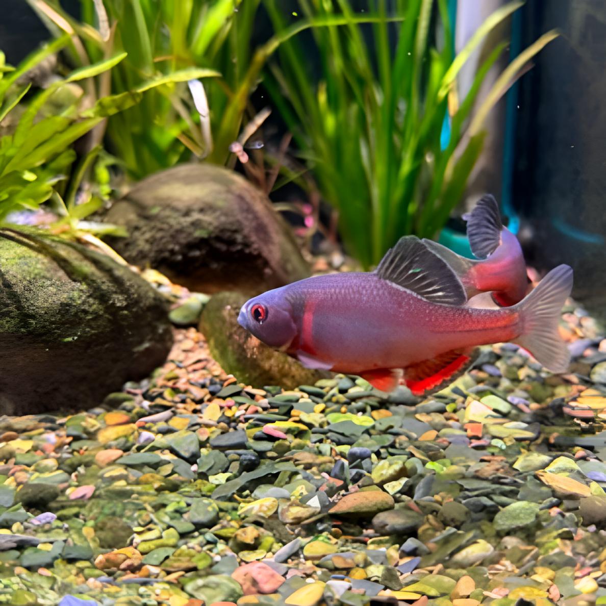 火山鳑鲏鱼鳑鲏原生态冷水观赏鱼群游不加温淡水鱼