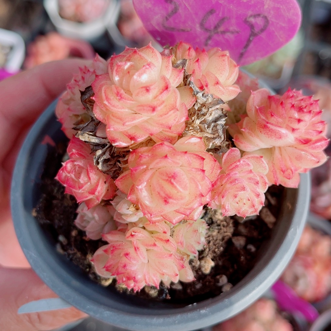 249号小老桩麦秆群不包整