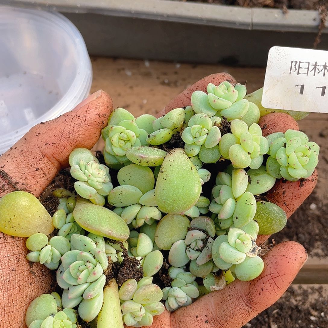 有***绥多肉植物多肉植物1174