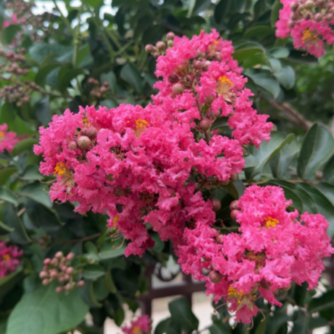 精品造型紫薇花，爆花效果，1棵也是批发价