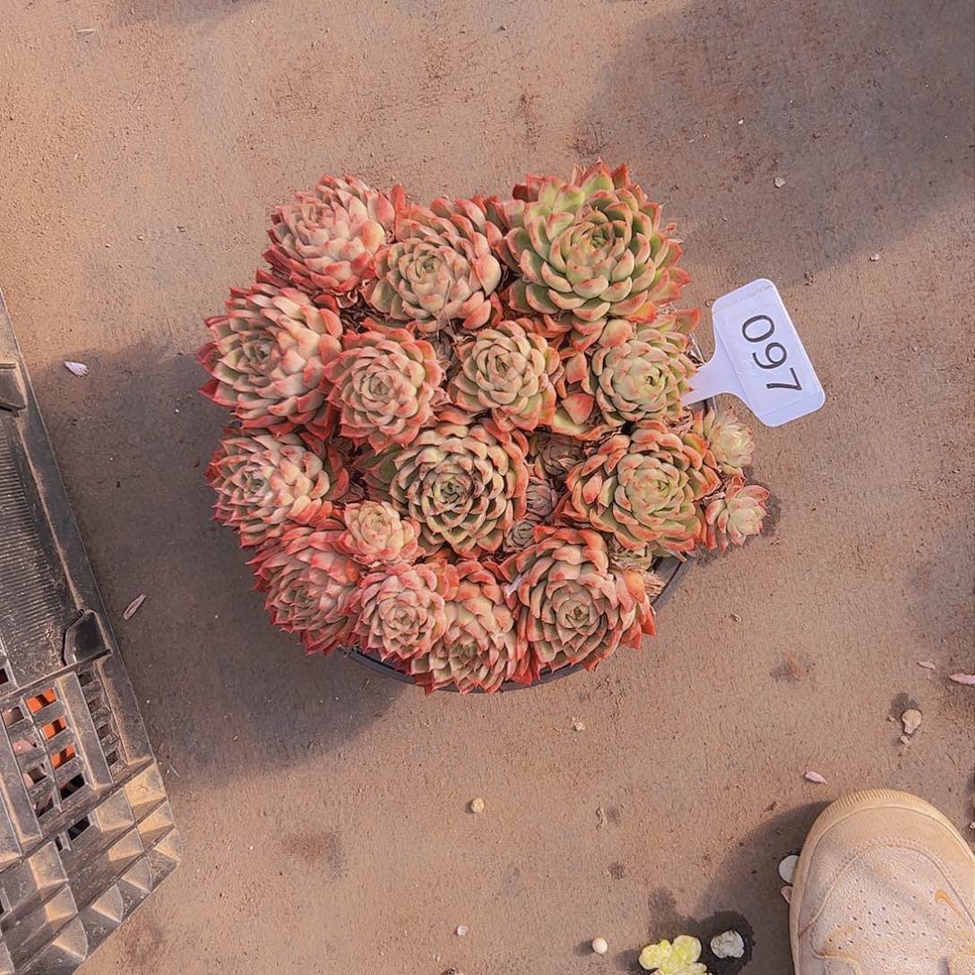 派***?097冬云20不售后