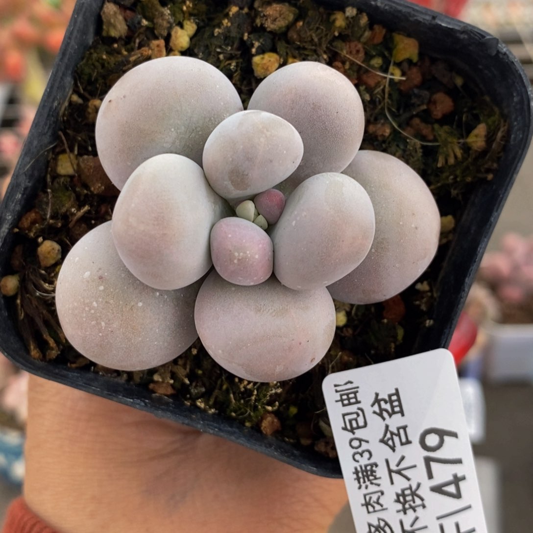 芭比奶酪479/5c m