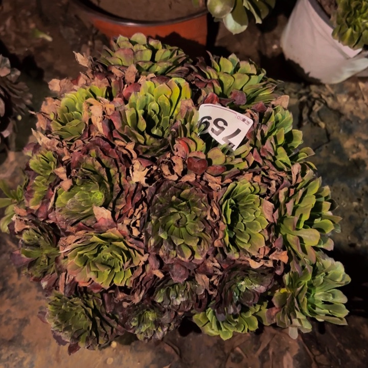 759莫兰迪多肉植物