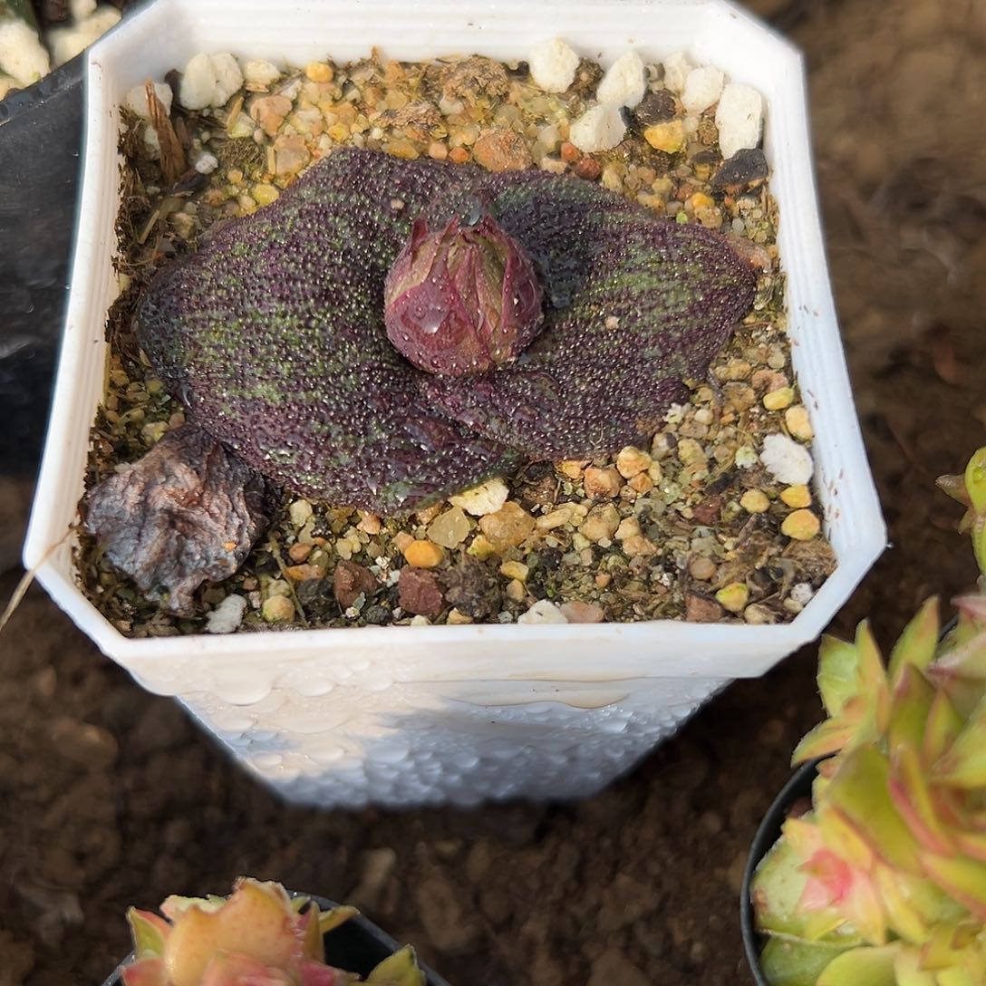多肉植物紫镜开花