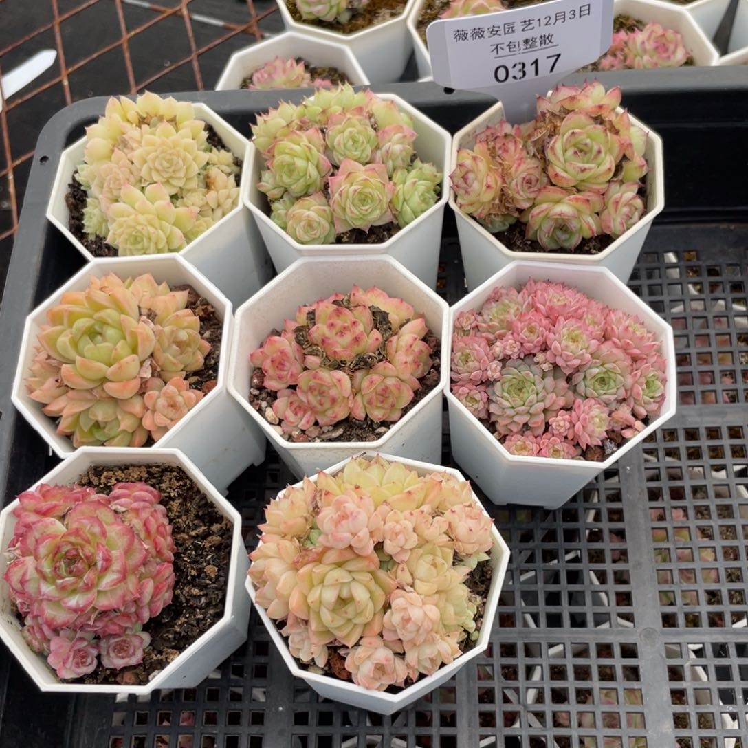 不包整散 盆子不售后0317