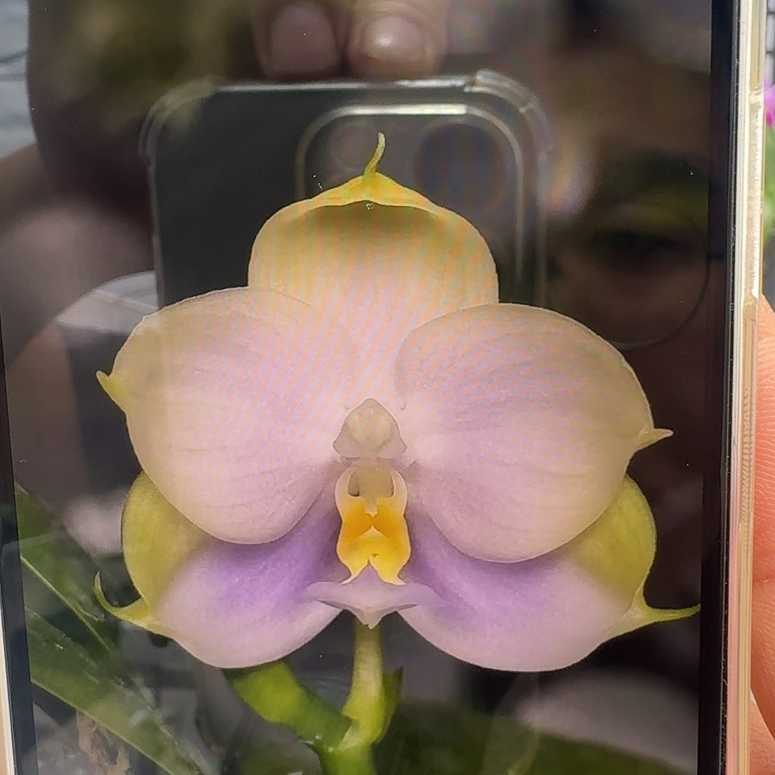 当前无花栽培后可以开花蓝钻石分生苗1.7可以寄养10月发货