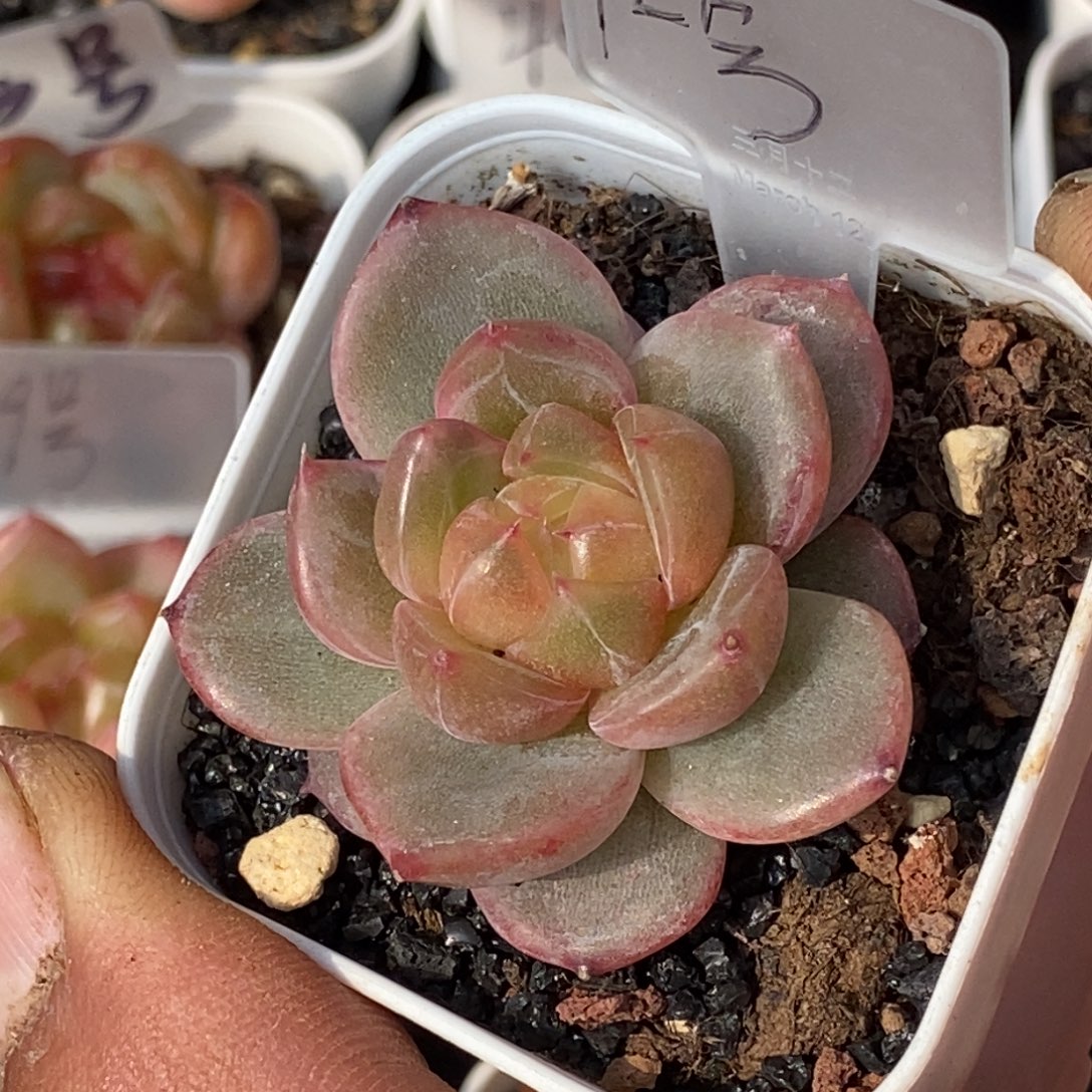 天官赐福百无禁忌